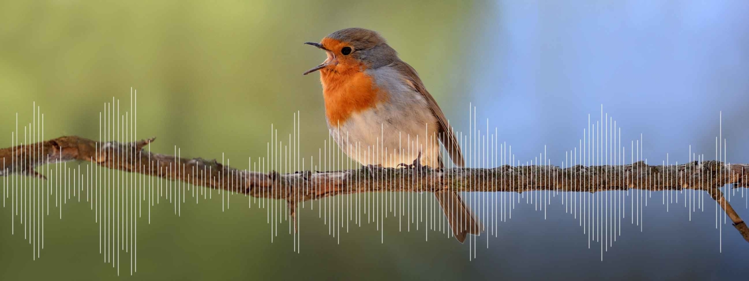 Dawn Chorus