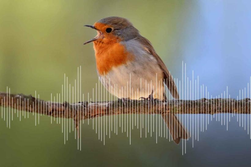 Dawn Chorus