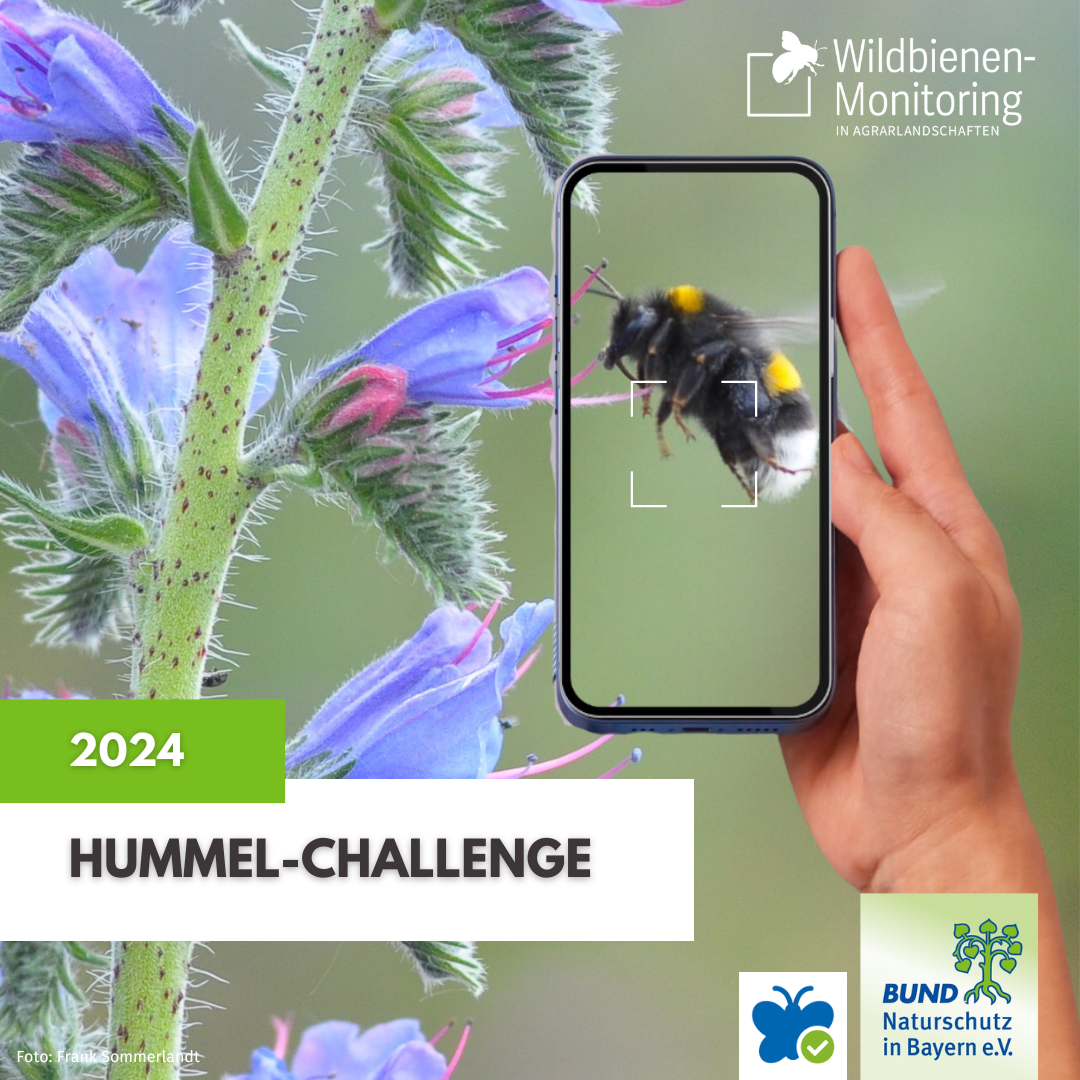 Hummel-Challenge