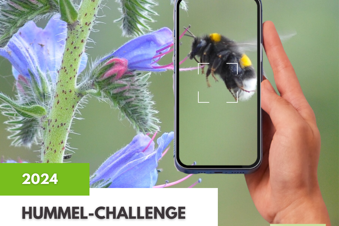 Hummel-Challenge