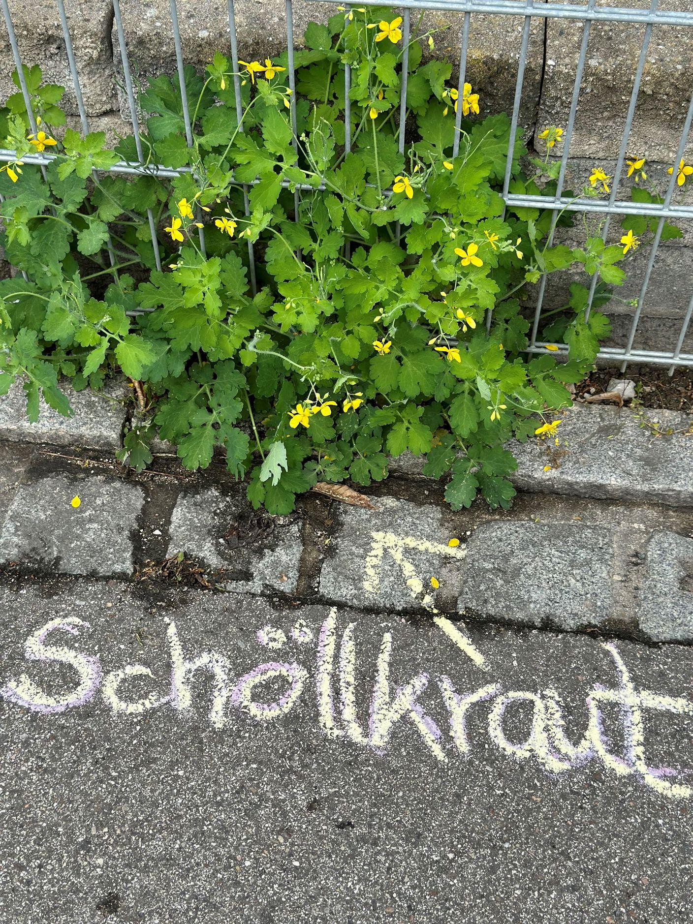 Schöllkraut
