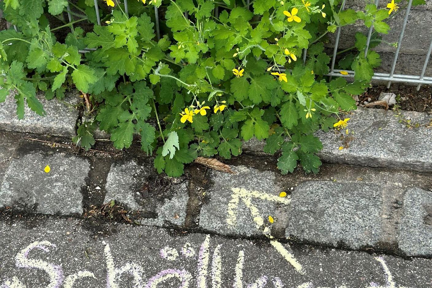 Schöllkraut