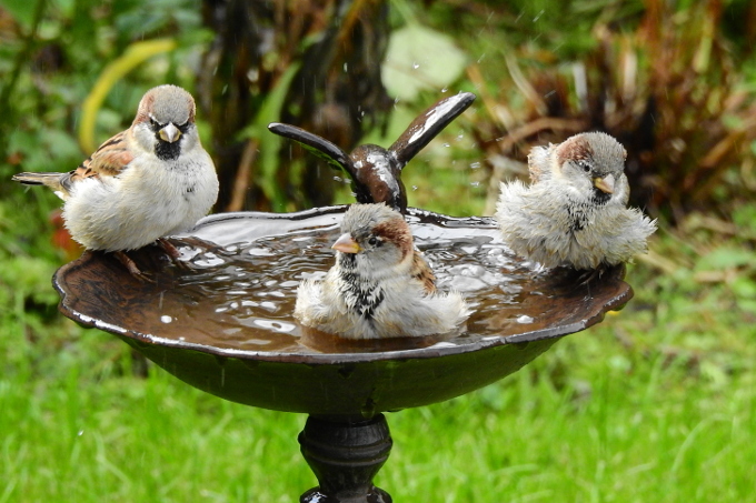 Haussperlinge im Vogelbad